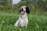 SETTER ANGLAIS 307